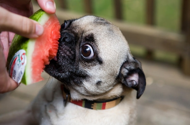 Watermelon Summer Treats for Your Dogs