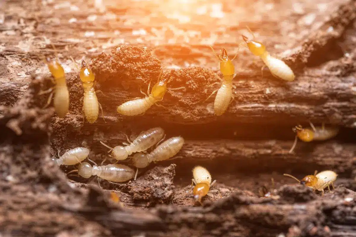 Australian Timber Flooring The Natural Solution to Termite Resistance
