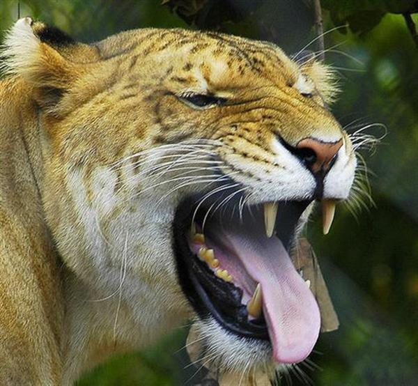 Ligers Teeth