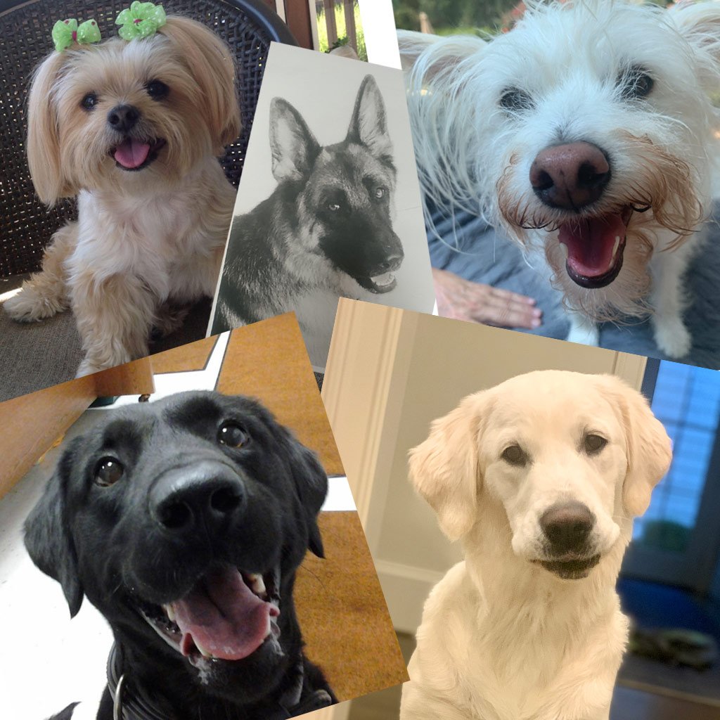 Do Puppies Need Night Lights