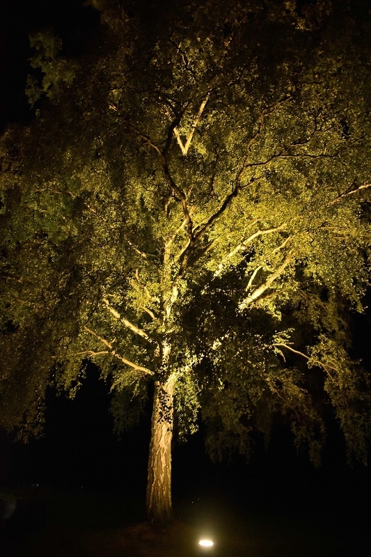 Outdoor Lights A Guide to Lighting Wide Open Canopy Trees