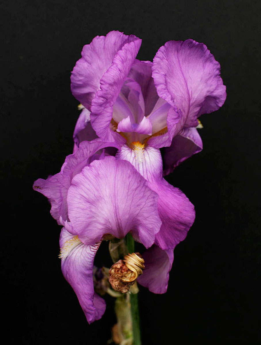 Ingrid Pollard Light Work