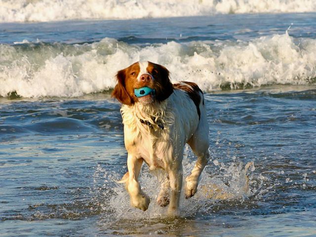 Savona Petizione Per Salvare La Spiaggia Libera Pet