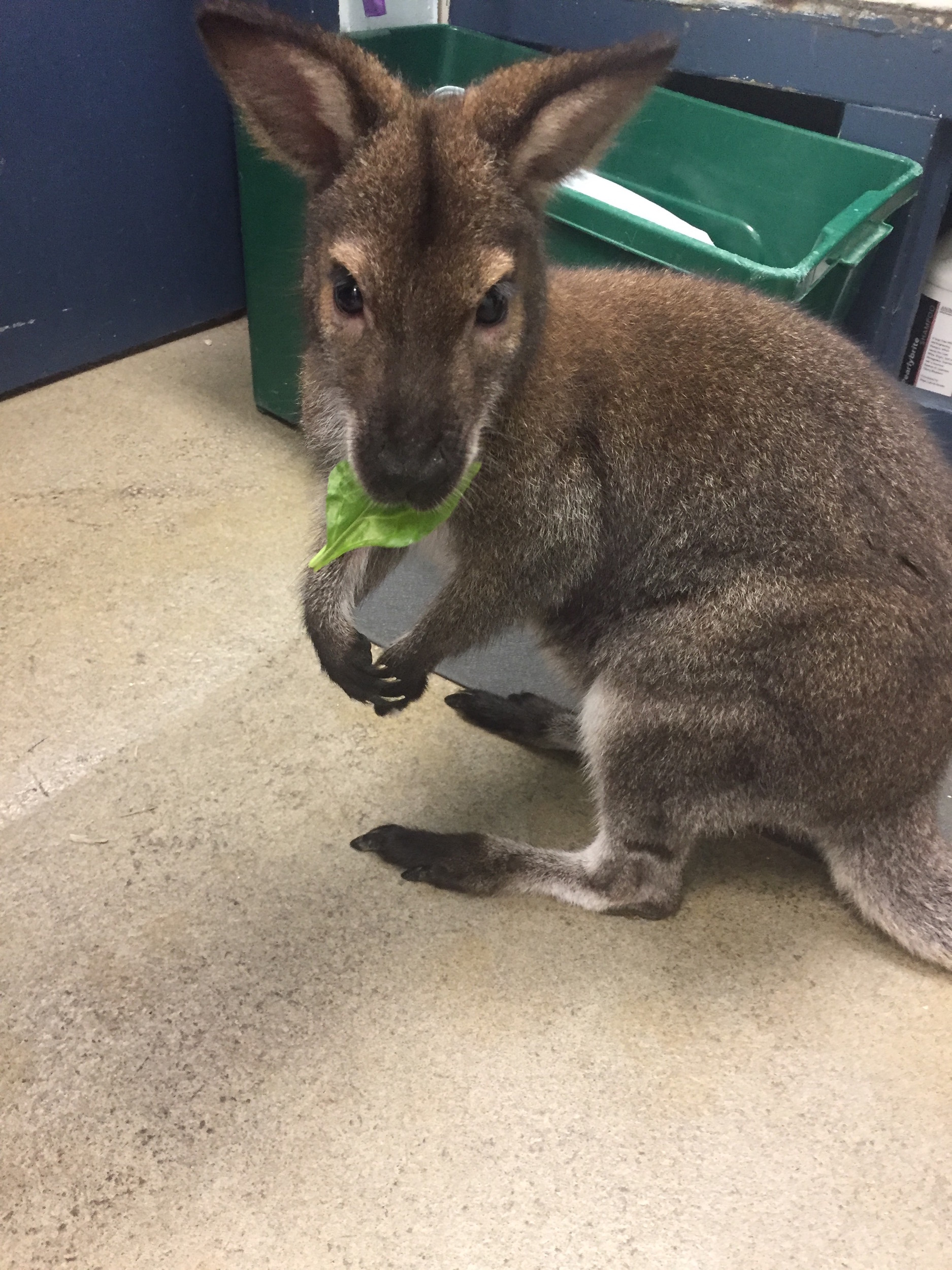 East Rockaway man explains controversy over pet wallaby Herald