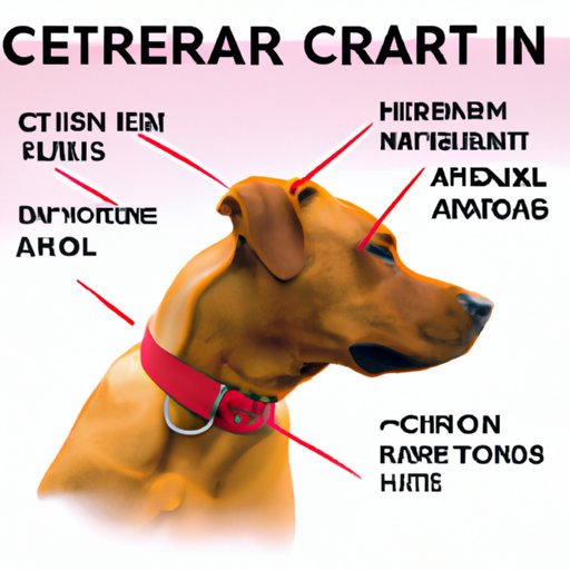 How Much Claritin Can I Give My Dog? Exploring the Benefits & Risks