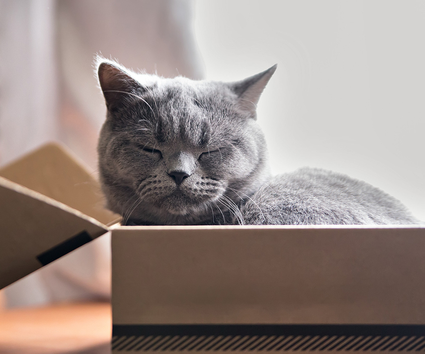 Katzen + Kartons = Liebe