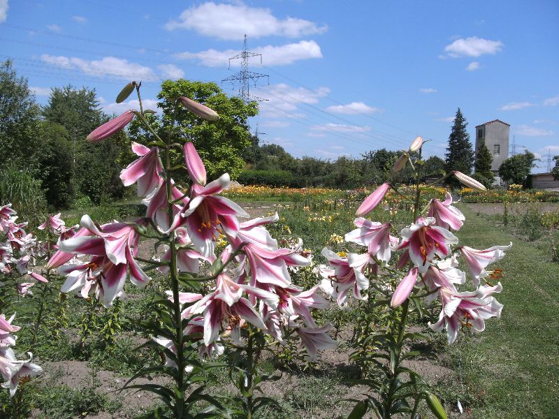 LilienArche Erlangen von Stefan Strasser Lilienzüchter