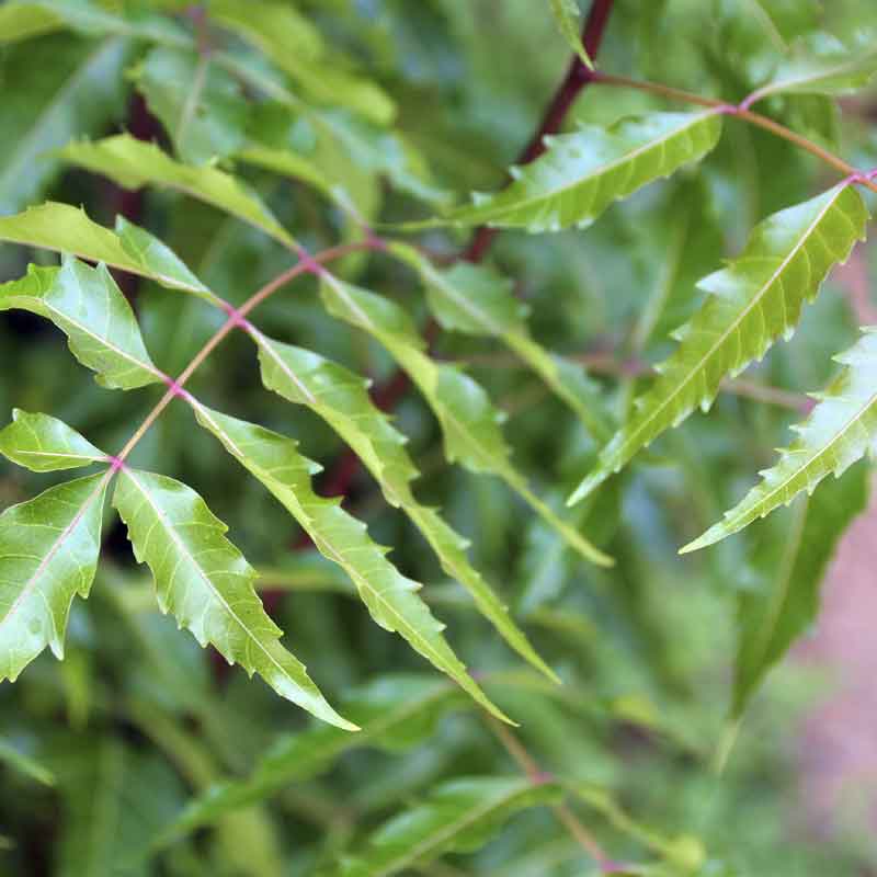 16+ Neem Plants For Sale RajveerAshmath