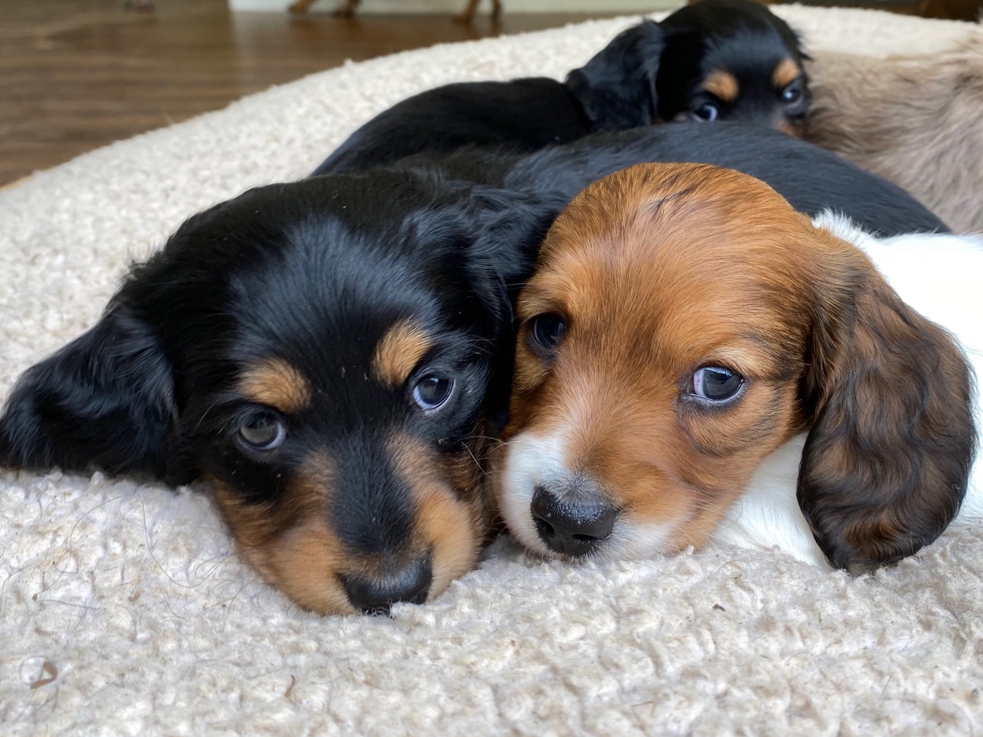 Dog Boarding Katy TX CageFree Small Dog Boarding