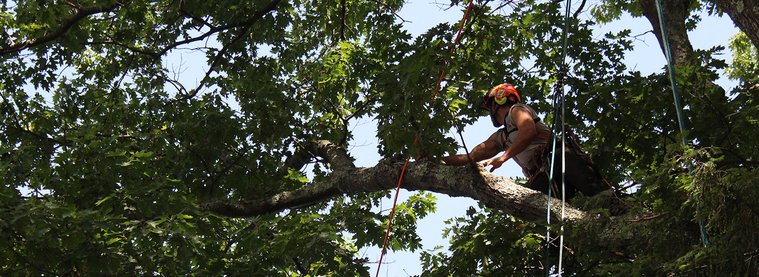 Arborist vs. Tree Trimmer What's the Difference?