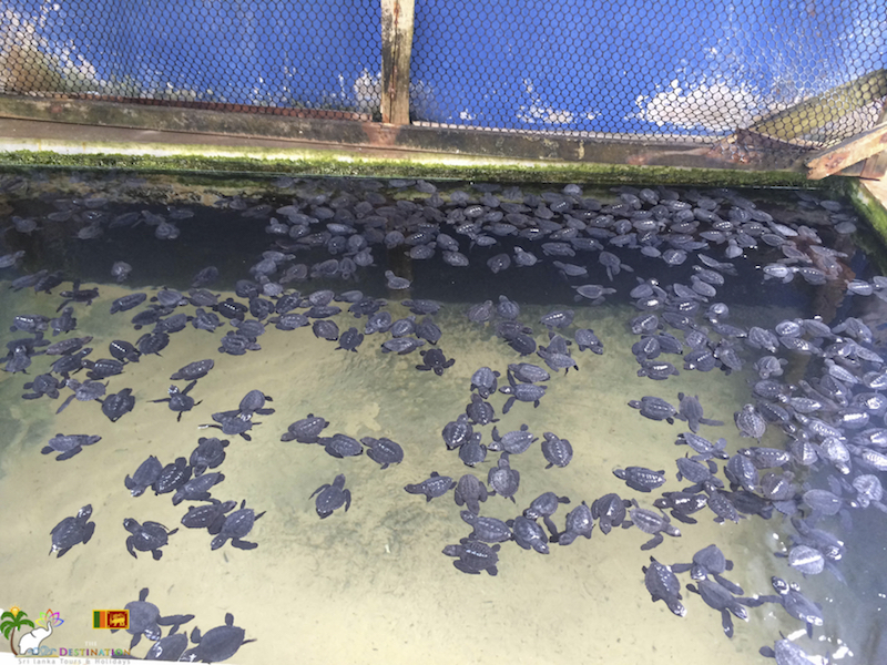 Habaraduwa turtle farm