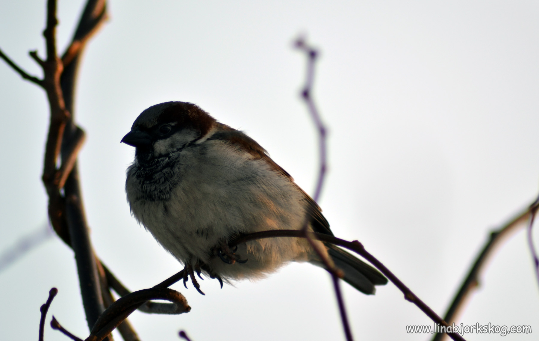 fågel Linas blogg om träning