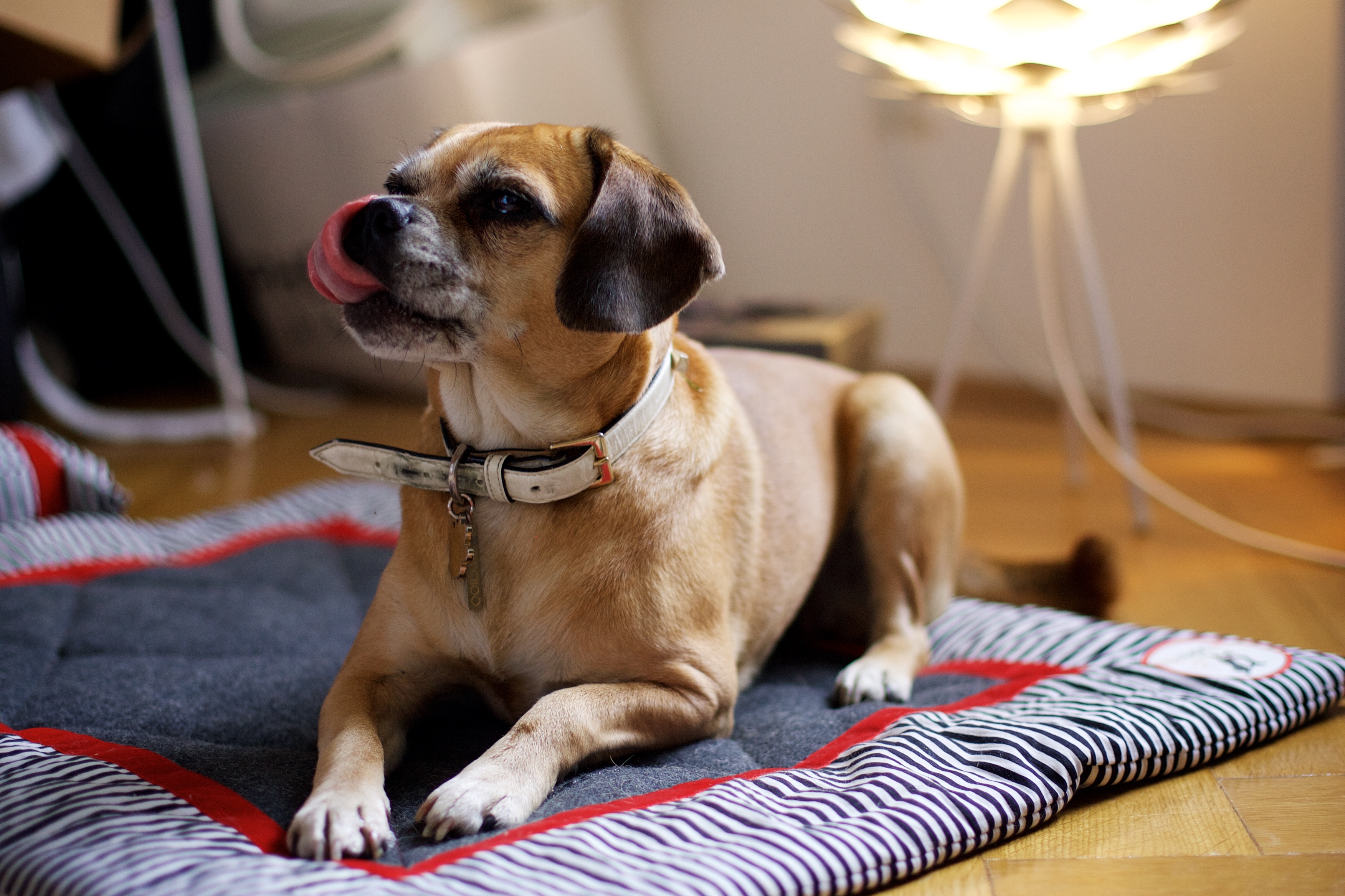 MyLumpi Lieblingsdecken für Euch und Euren Hund, Hundedecken