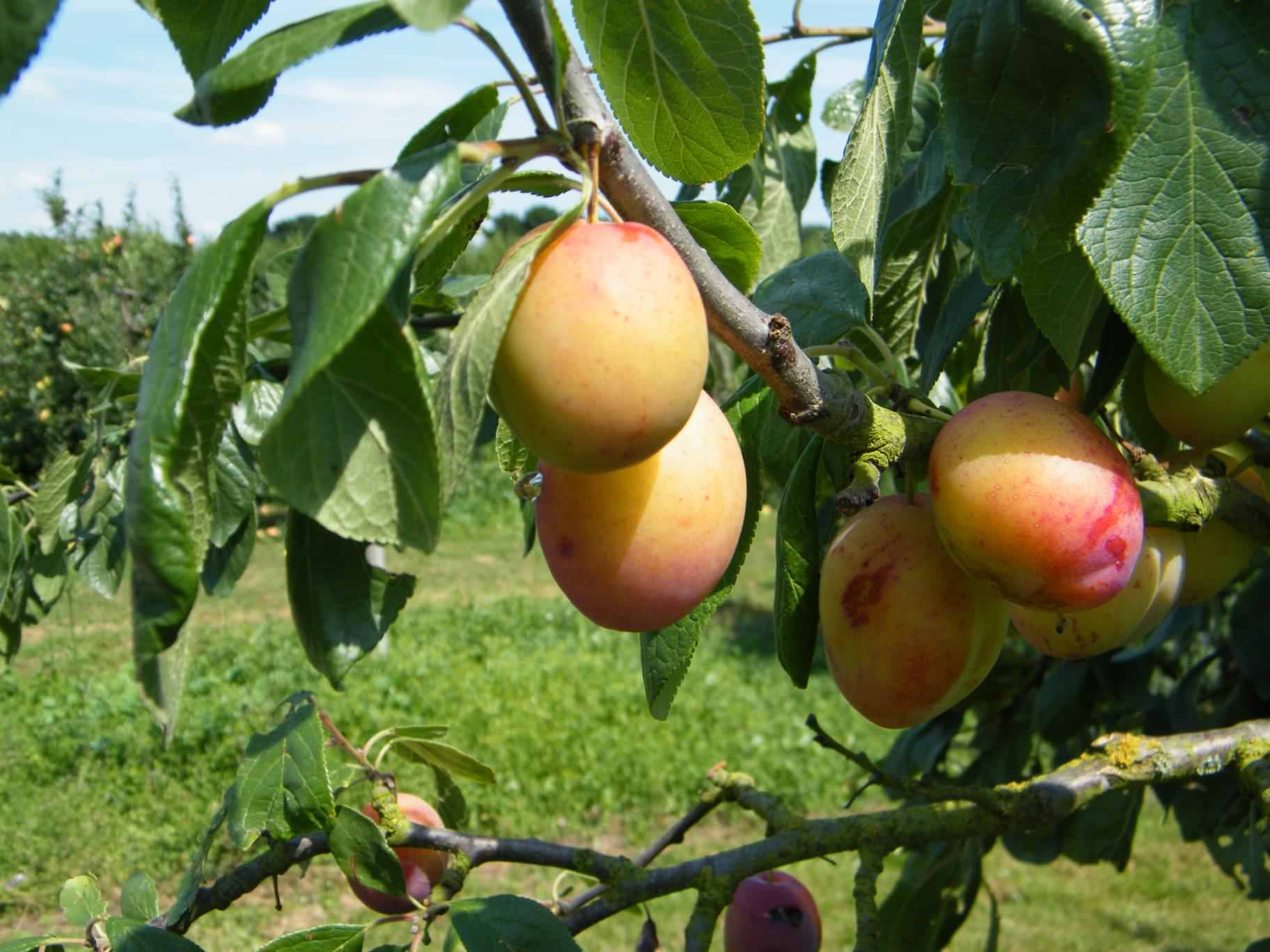 'Peach' European Plum Linden Lane Farms