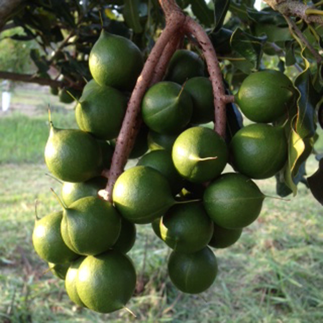 macadamiatree Lindols Macadamias