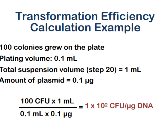 Mastering the Art of Calculating Transformation Efficiency A