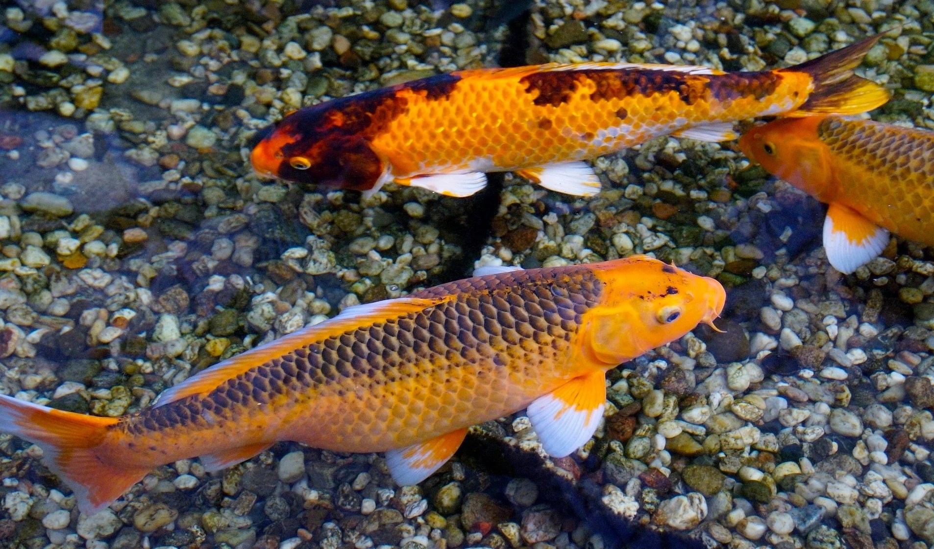 Simplify the Linux Command Line with Fish Shell