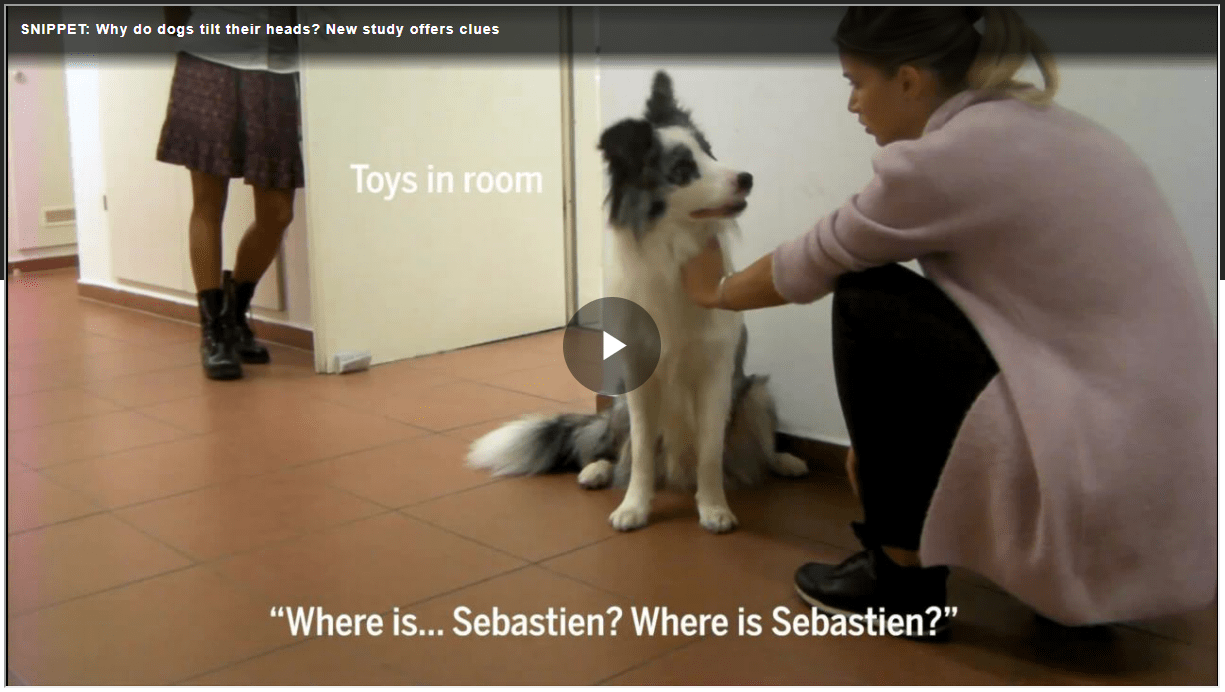 Why do dogs tilt their heads? New study offers clues LT 3p