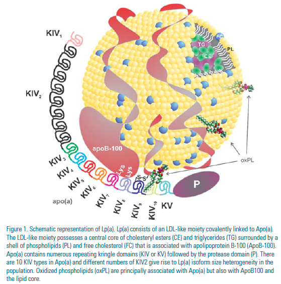 Clinical Feature Lipoprotein(a) Fast Facts and Clinical Perspectives