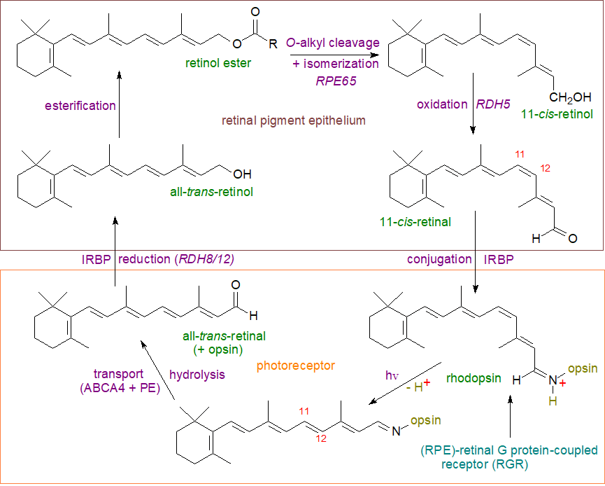 Isoprenoids 2. Isoprenoids 2. Retinoids (Vitamin A), retinol