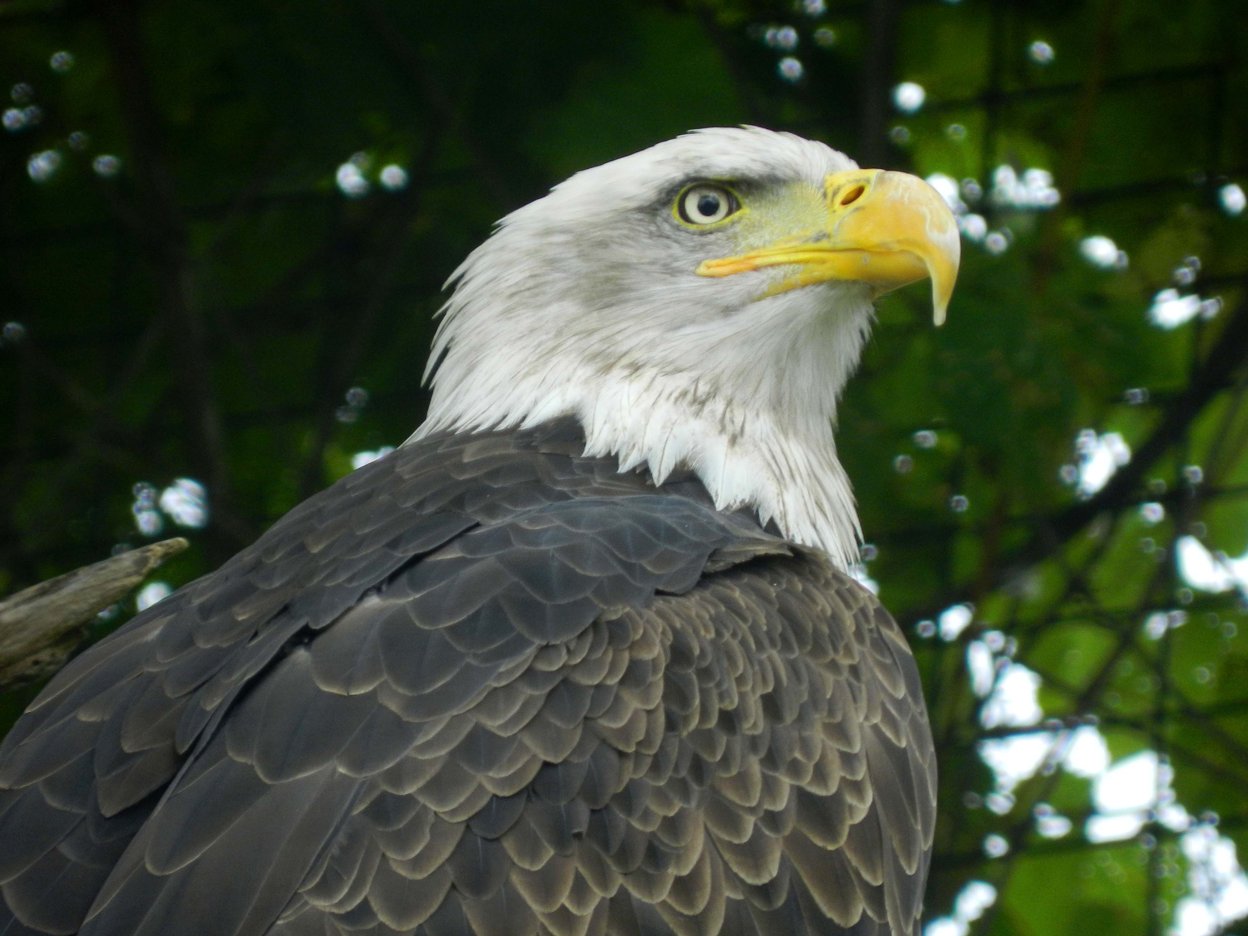 Bald Eagles Convocation at the top of the food chain LIQUID ADVENTURING