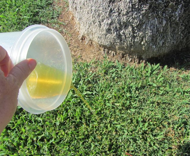 PeeonEarth Day is June 21! Liquid Gold