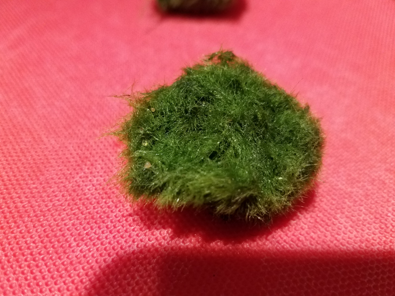 Marimo Moss Ball Fake or Real? Lisa Shea Blog
