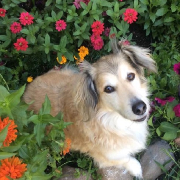 Lisbon Veterinary Service Team