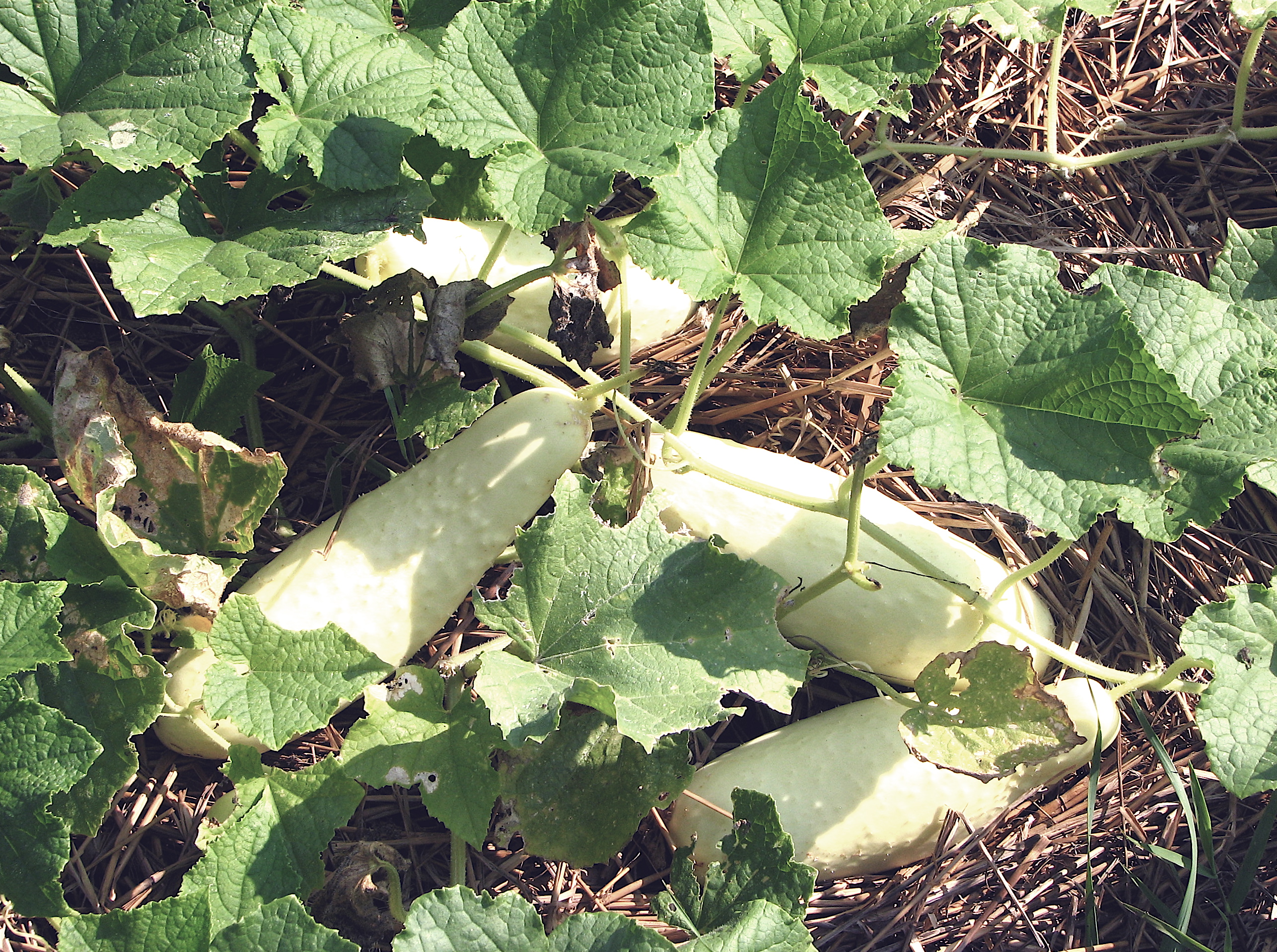 white cucumbers