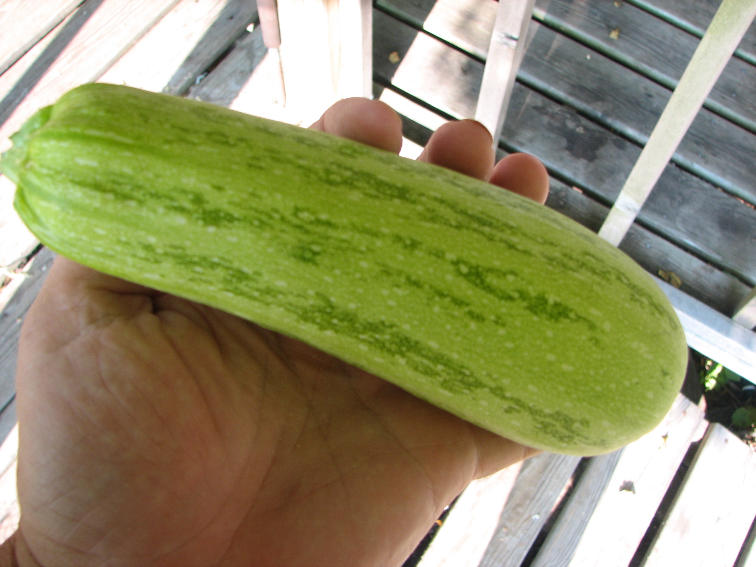 can cucumbers cross pollinate with zucchini
