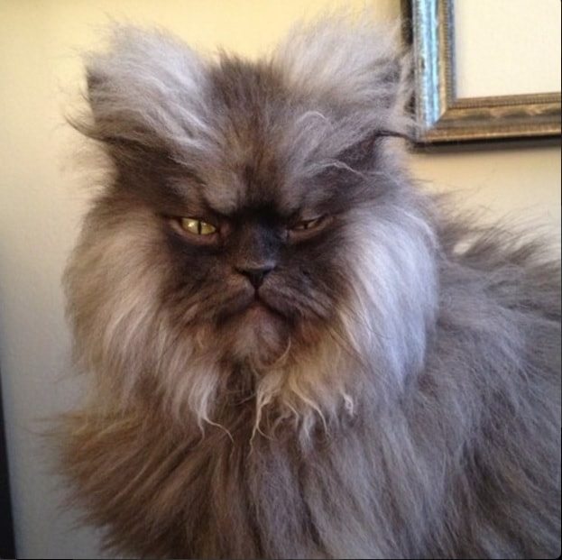 Colonel Meow
