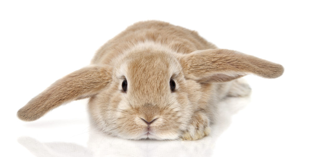 Best House Pets The Top 25 List