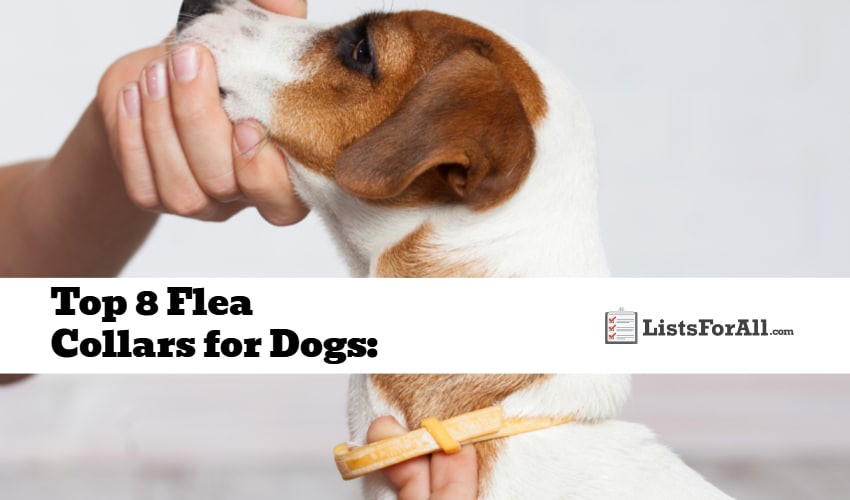 Best Flea Collars for Dogs The Top 8 List
