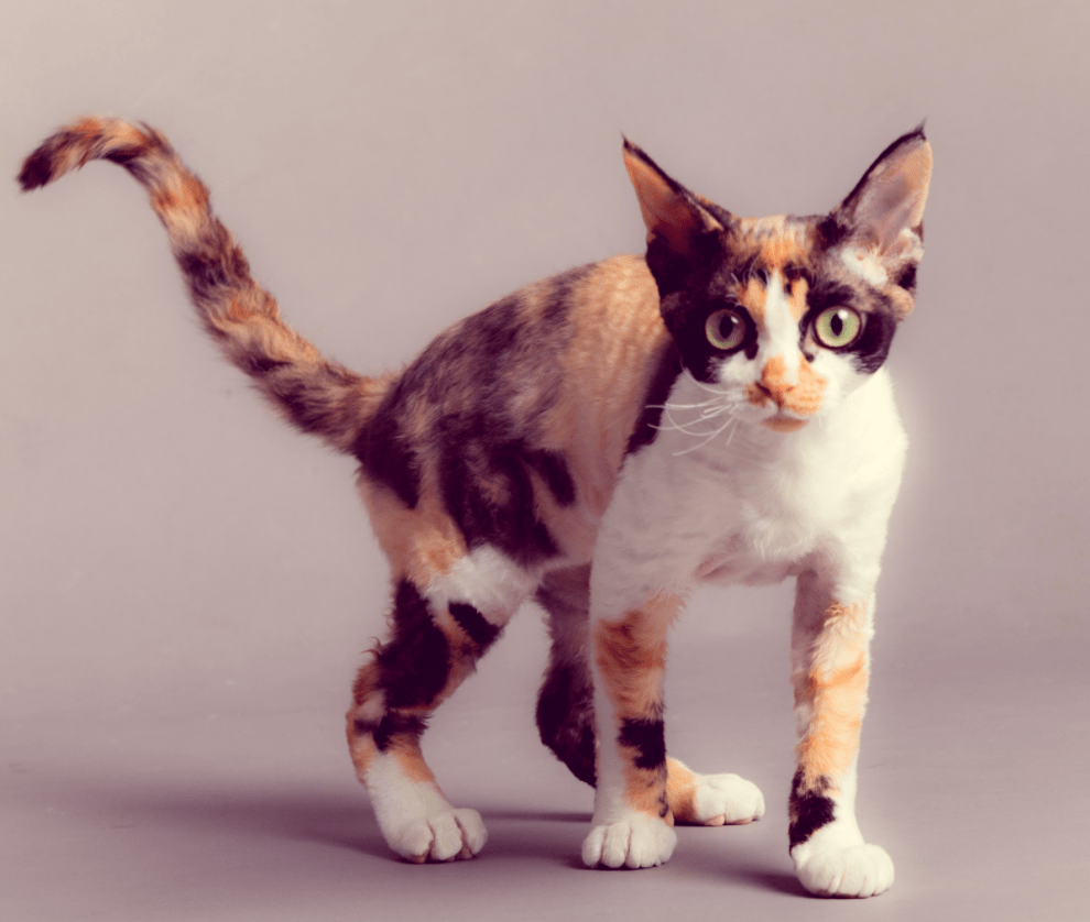 Devon Rex Cat Breed Guide and Profile LitterRobot