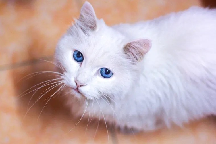 How To Help a Deaf Cat Live His Best Life