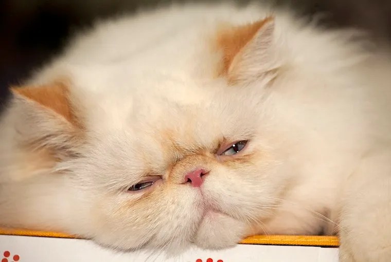 Top 15 Big Cat Breeds You Can Bring Home Now