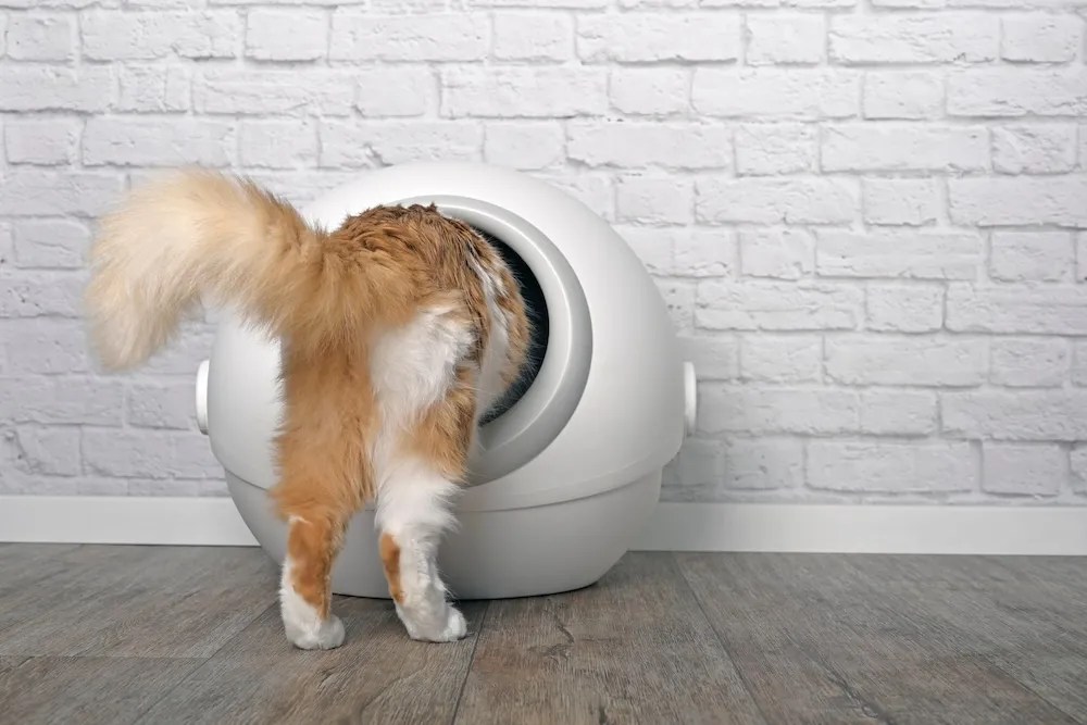 What Is the Best Cat Litter Box for Odor Control?