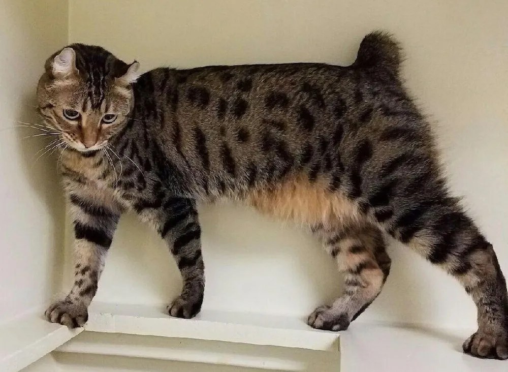 Bobtail Cats & Cats Without Tails LitterRobot