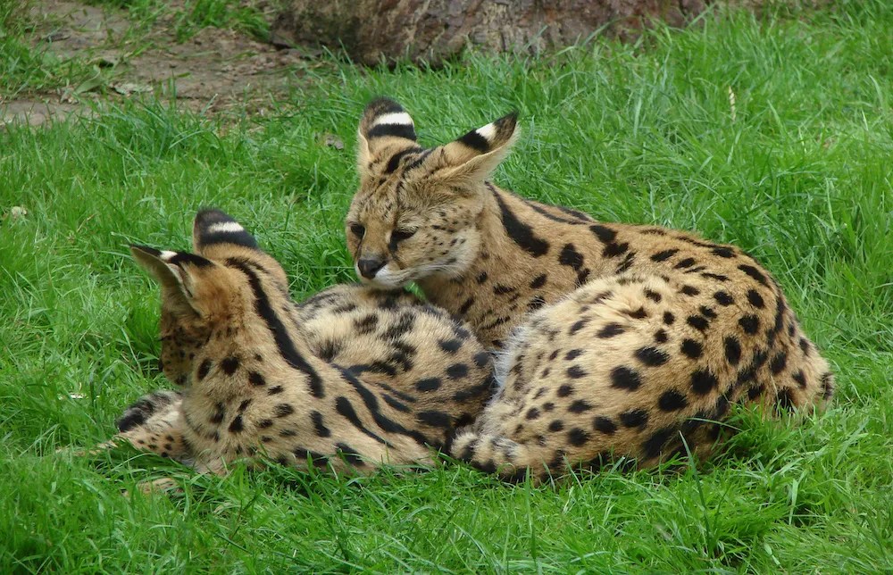 F1 Savannah Cats Are They Legal & Savannah Cat Price