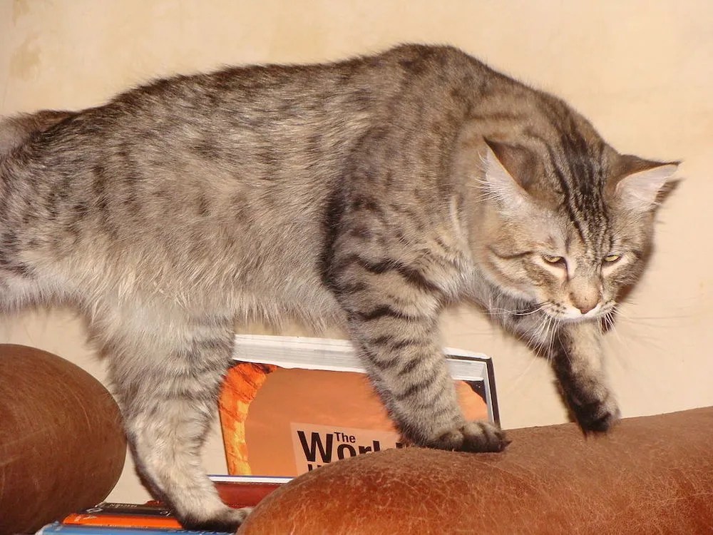 PixieBob Cat Breed Profile LitterRobot