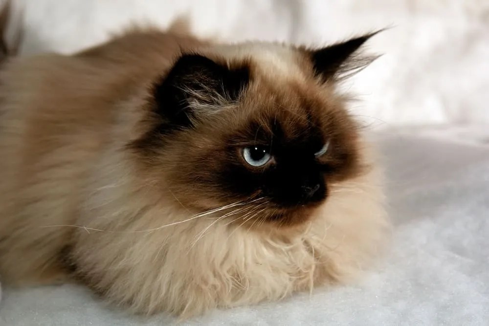 Himalayan Cat Colors Top 10 Colors from Common to Rare