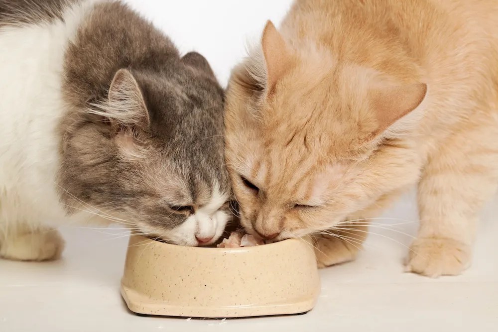 Cat Feeding How to Feed Multiple Cats In One Home