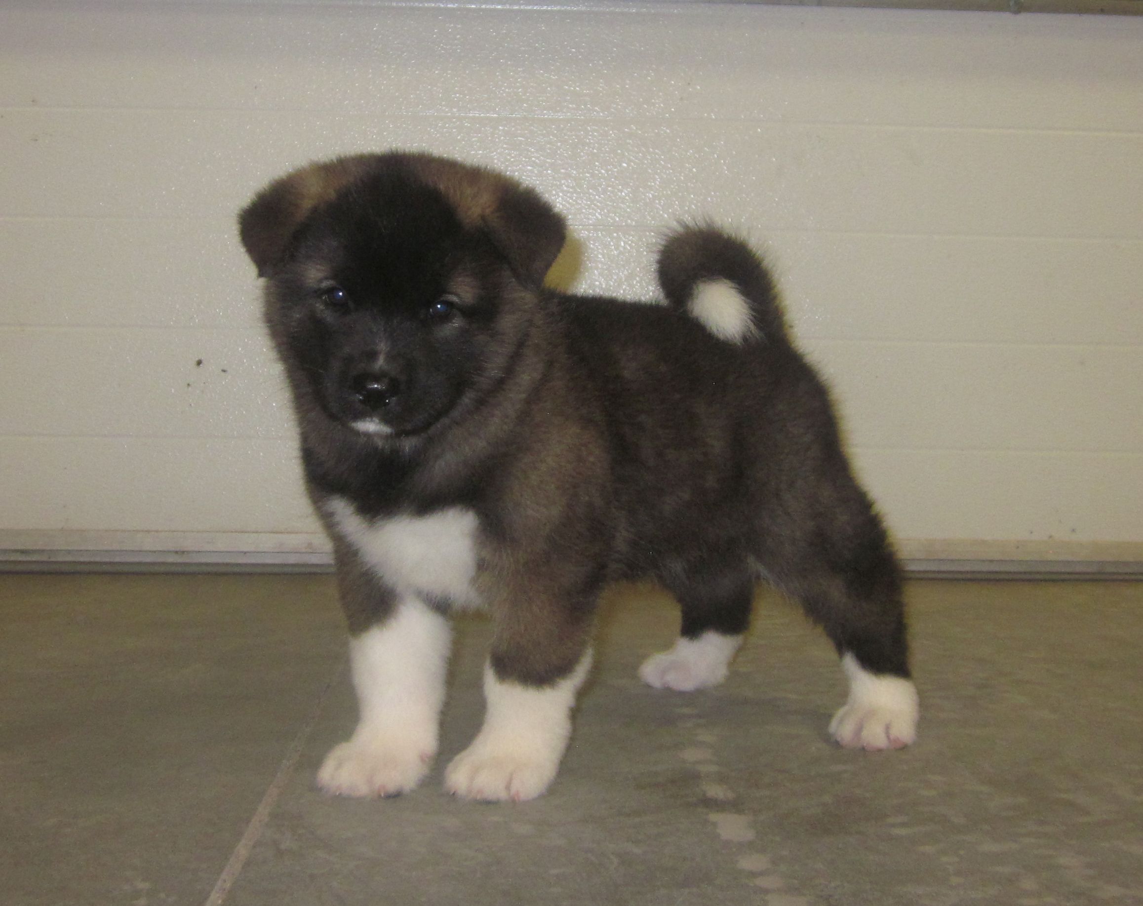 Akita Puppies Akita Puppies For Sale