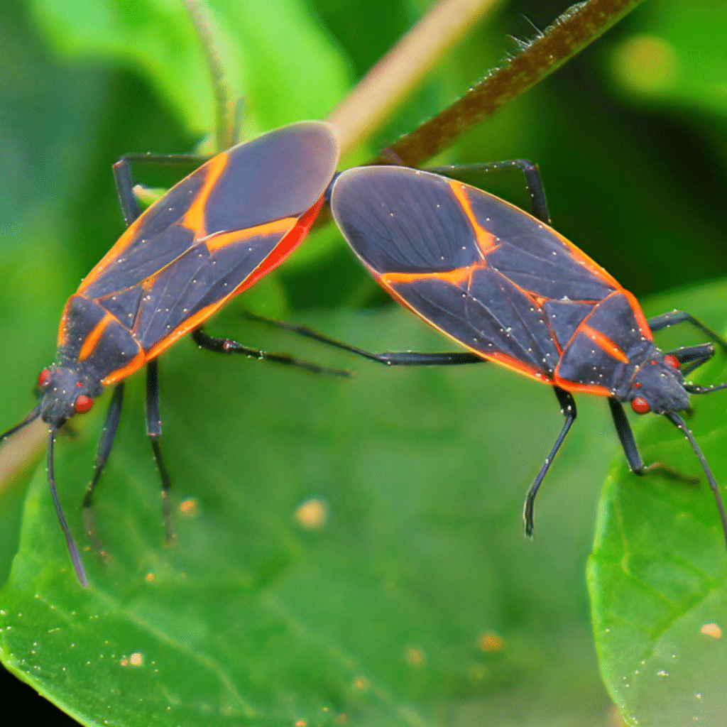 Are Boxelder Bugs Poisonous To Dogs?