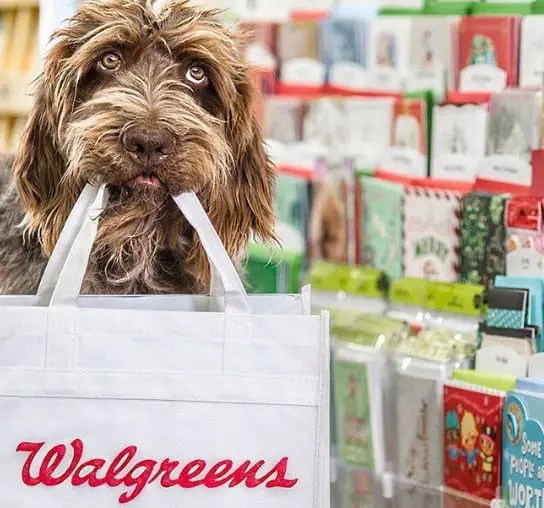 Are Dogs Allowed In Walgreens? Digging Up The Details On Walgreens' Dog