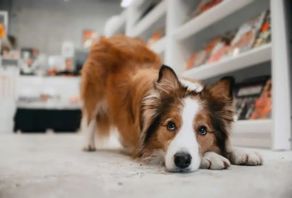 Are Dogs Allowed In CVS? The Bark Behind The Brand's Policy!