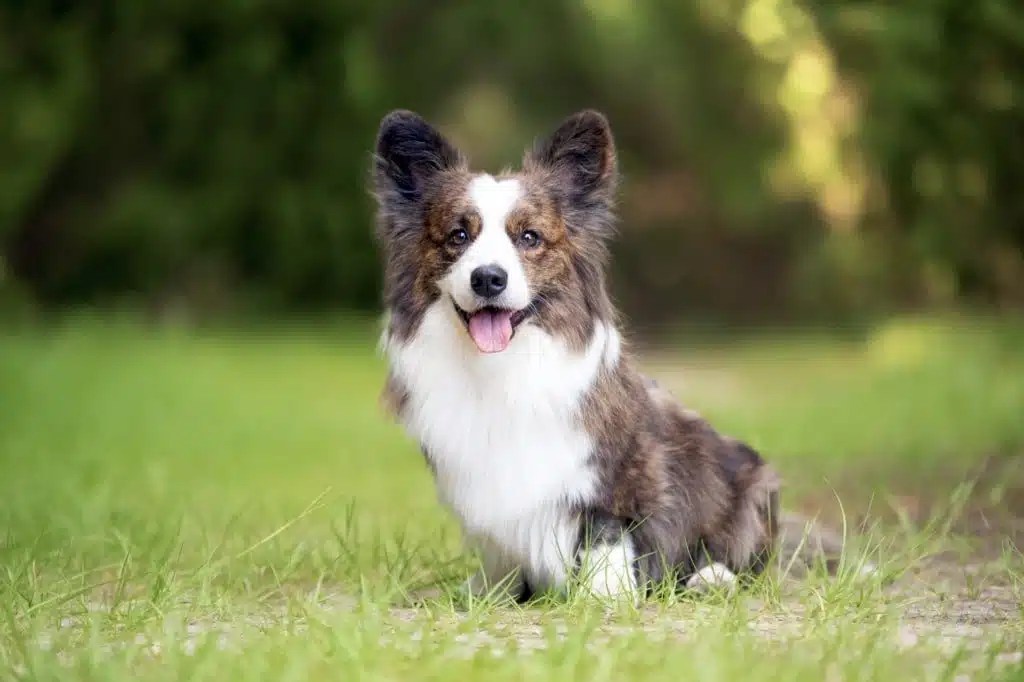 Fluffy Vs Regular What's The Difference?