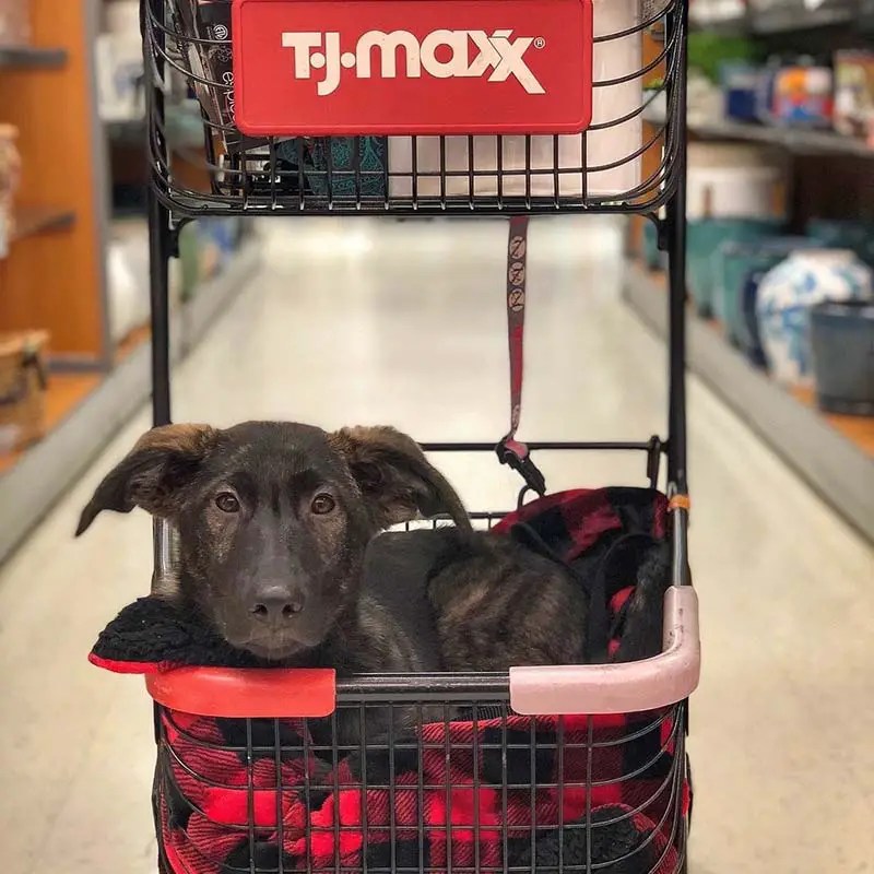 Is TJ Maxx Dog Friendly? Paws, Shop, And Learn The Real Scoop!