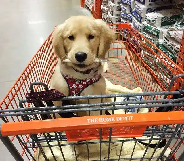 Is TJ Maxx Dog Friendly? Paws, Shop, And Learn The Real Scoop!