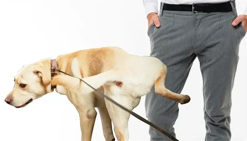 Why Did My Dog Pee On Me? A Puddle Of Problems Unleashed!